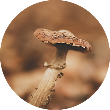 Bruine paddenstoel in vintage setting van Roosmarijn Bruijns