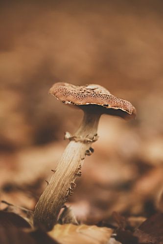 Brown mushroom in vintage setting
