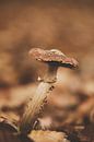 Bruine paddenstoel in vintage setting van Roosmarijn Bruijns thumbnail