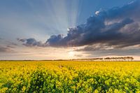 Rape fields near Noordbroek, Groningen, NL.