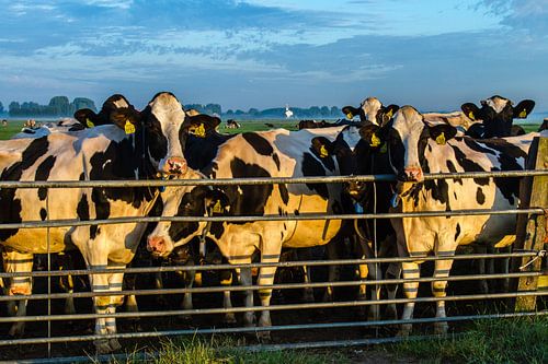Les vaches derrière la clôture