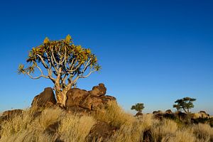 Kokerboom in Namibië van Denis Feiner