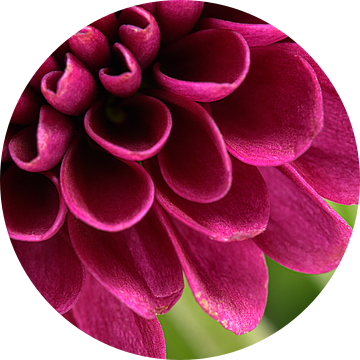 Close-up van roze bloemblaadjes van Marjolijn van den Berg
