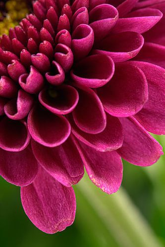 Close-up van roze bloemblaadjes