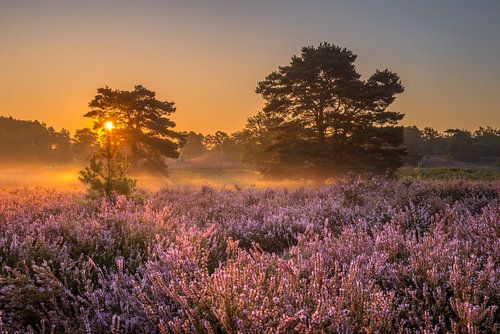 Sunrise at Brunssummerheide / Heather landscape