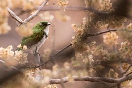 Klaas' Cuckoo by Kars Klein Wolterink