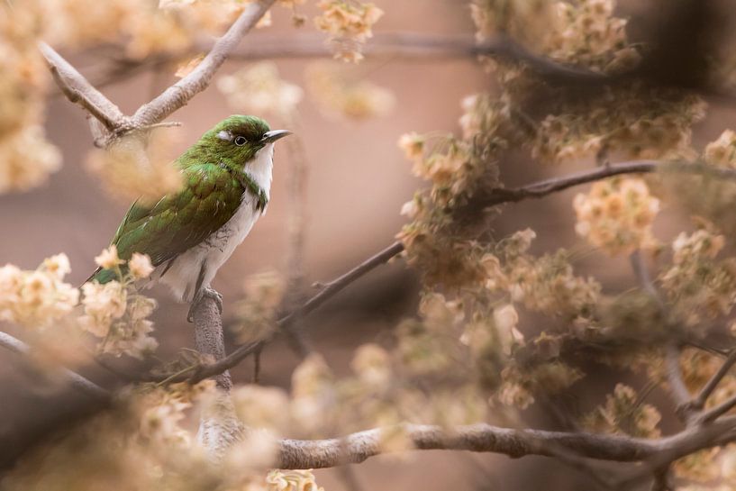 Klaas' Cuckoo by Kars Klein Wolterink