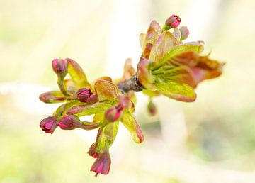 Jeunes fleurs de myrte de Crape (Lagerstroemia) sur Iris Holzer Richardson