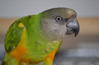 Senegal Papagei