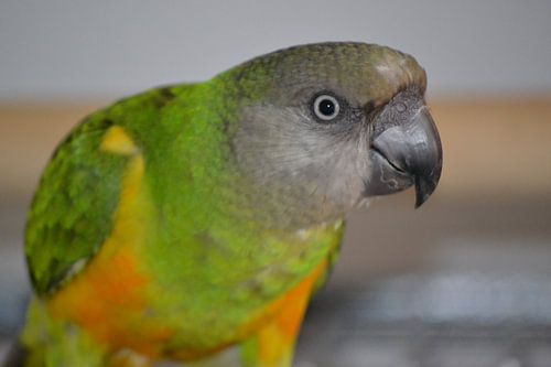 Senegal parrot