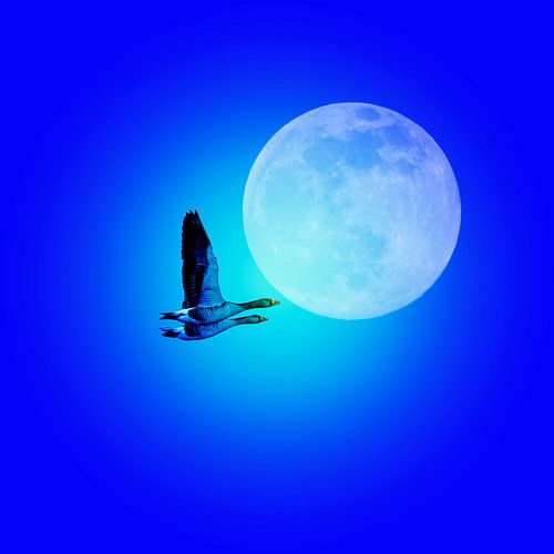 SYNCHROONVLUCHT IN BLAUW