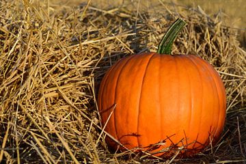 Pumpkin in straw