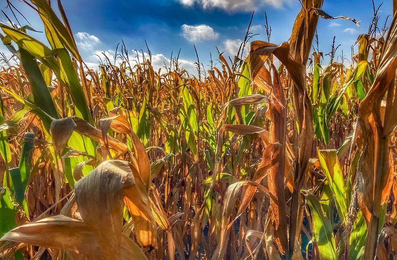 Maisveld van Truckpowerr