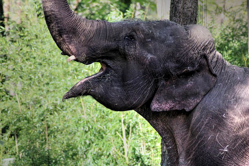 Blij olifant van ditchbij par michael meijer