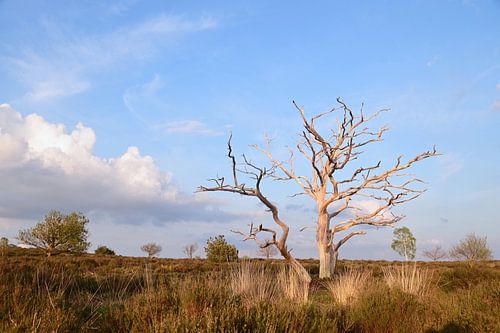 arbre mort