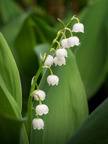 Lily of the valley - spring flower by Jörg B. Schubert