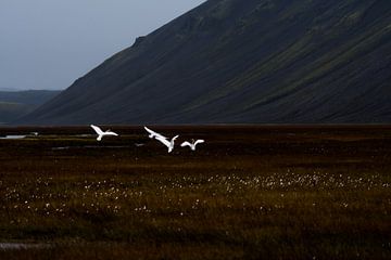 Wild swans in Iceland by Danny Slijfer Natuurfotografie