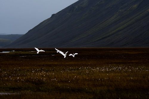 Wilden zwanen in IJsland