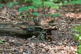 Das sibirische Eichhörnchen von Merijn Loch