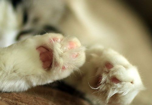 Ragdoll voetjes