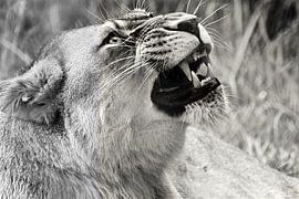 Angry Lioness by nico weijers