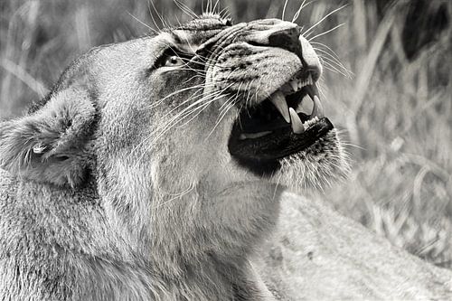 Die wütende Löwin