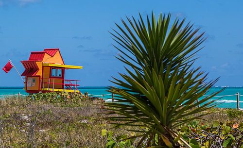 Miami Beach Dune Landscape
