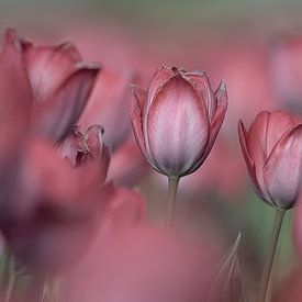 La romance des tulipes sur Coby Bergsma