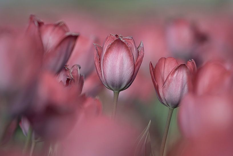 Tulpen-Romanze von Coby Bergsma