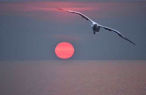 Mouette