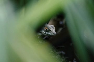 Basilisk by Esther van Beek