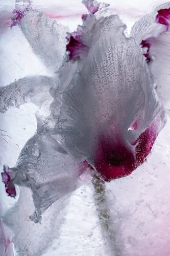 Alpenveilchen in Eis 2