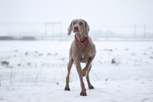 Weimeraner