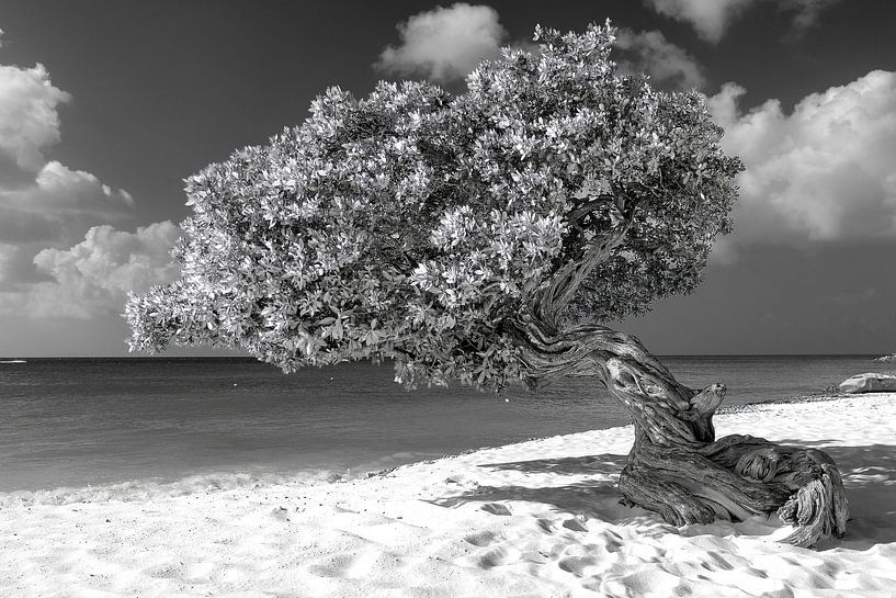 Divi divi Baum von Humphry Jacobs