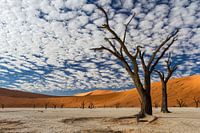 Dead Vlei met wolken