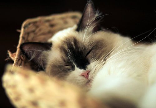 Ragdoll poesje Gwen slaapt in mandje