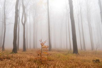 Nevelwoud in de herfst 1 van Holger Spieker