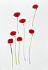L'élégance des coquelicots