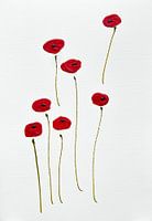 Poppies elegance