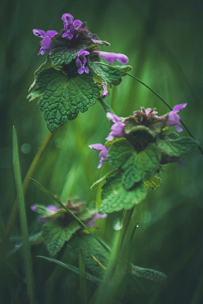 Flowers like a painting. by Robby's fotografie
