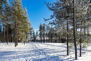 Landschaft mit Schnee im Winter in Kuusamo, Finnland