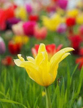 Frühling! Tulpen und mehr! von Marjon Woudboer