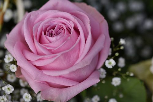 Pink Rose