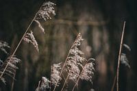 Natuur Zen