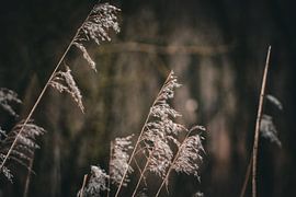 Natuur Zen von Kees Rietveld