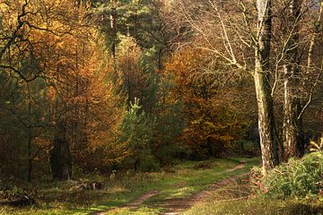 Forêt d'automne sur René Jonkhout