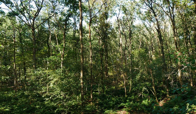 Eiken hakhoutbos in de nazomer van Wim vd Neut