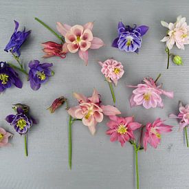 Collectie bloemen van de  Akelei op grijze achtergrond. van Anneke Beemer