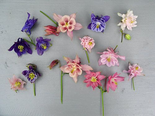 Collectie bloemen van de  Akelei op grijze achtergrond.