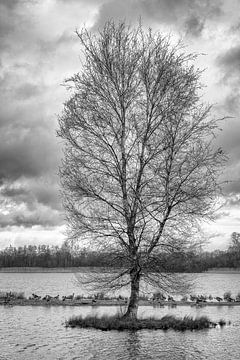 Eiland met boom, ganzen en wolken in zwart wit van Lisette Rijkers